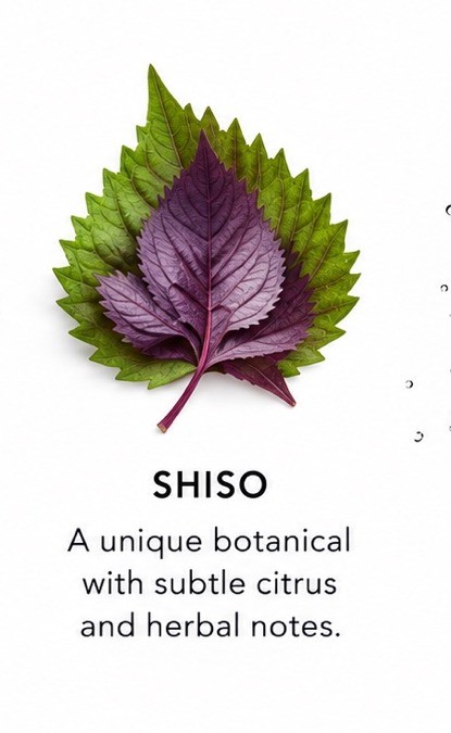 Shiso — a unique botanical with subtle citrus and herbal notes